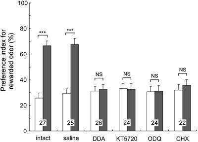 Signaling Pathways for Long-Term Memory Formation in the Cricket